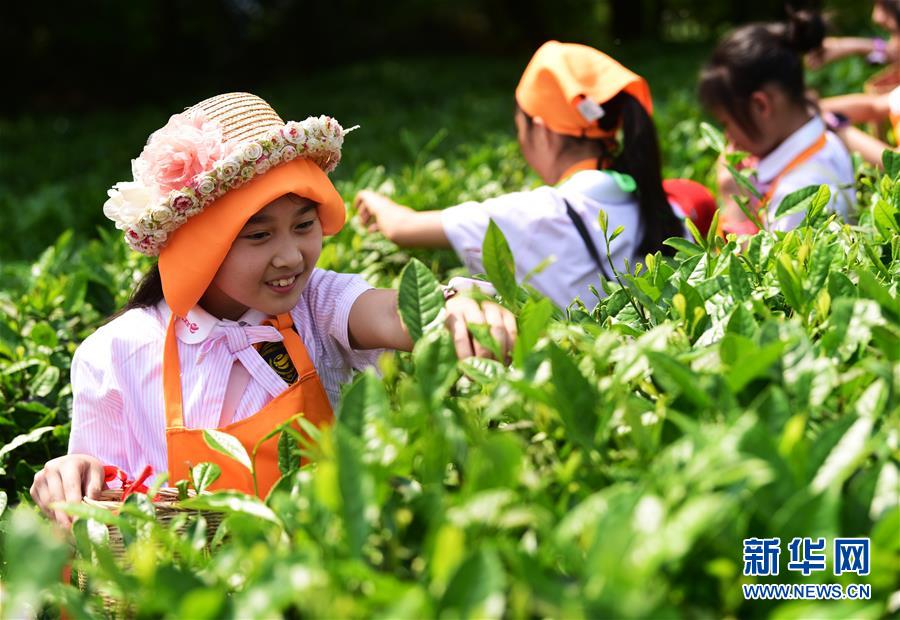 （社会）（1）采春茶 学茶艺