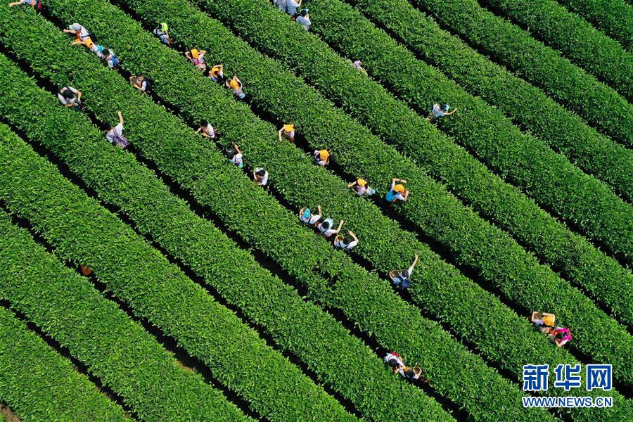 （社会）（2）采春茶 学茶艺