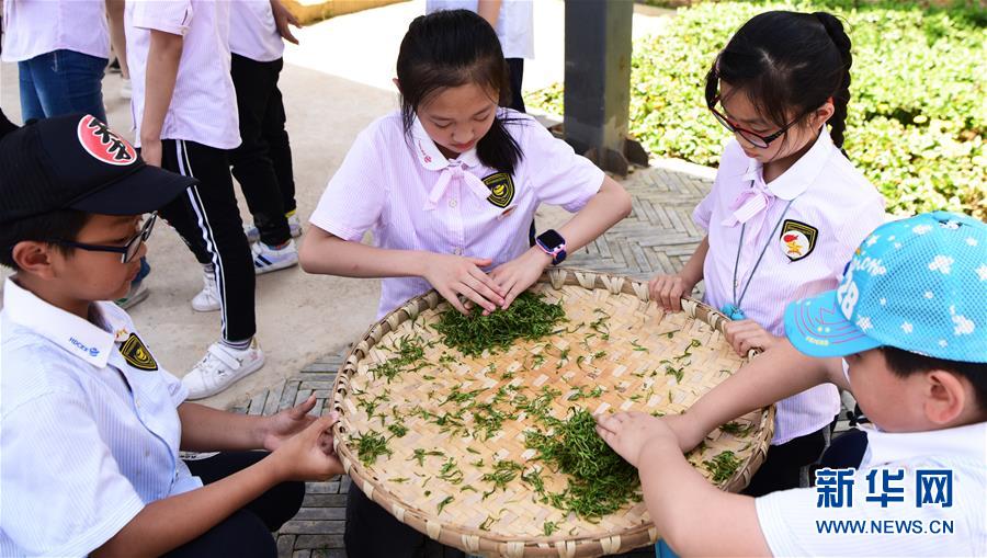 （社会）（3）采春茶 学茶艺