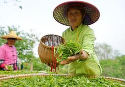 （图片故事）（5）太行深山“养”茶人