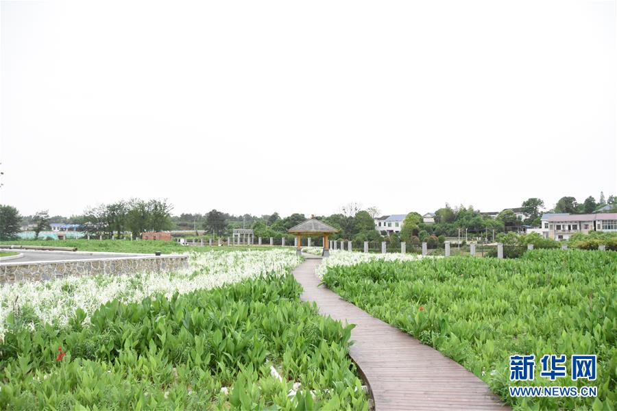 （图文互动）（2）治水浏阳河 河水当重清