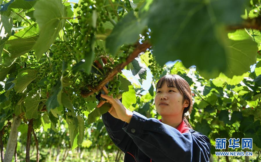 （图文互动）（3）走进西藏红酒之乡芒康县纳西民族乡