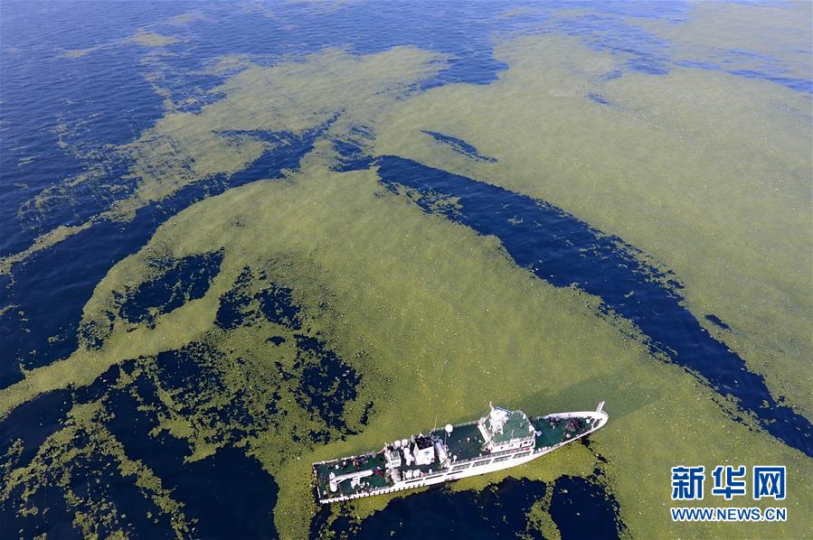 （环境）（1）黄海海域浒苔分布面积超过5万平方公里