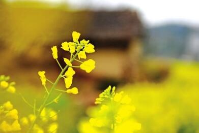 莆田涵江区坪盘油菜花 进入盛花期