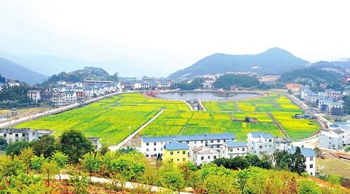 莆田涵江区坪盘油菜花 进入盛花期