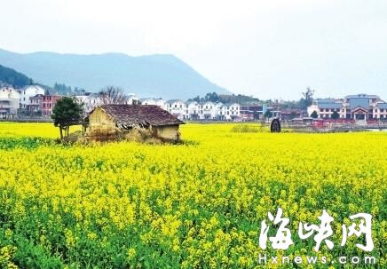 莆田涵江区坪盘油菜花 进入盛花期