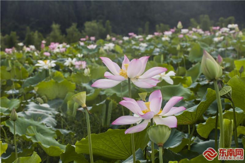 荷花池一隅2。董观生摄.jpg