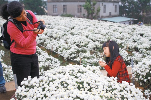 花田似雪台湾杭菊芋头节令5万人次陶醉（图）