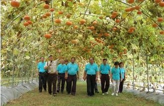 台湾苗栗打造“南瓜隧道”景色令人惊艳（图）