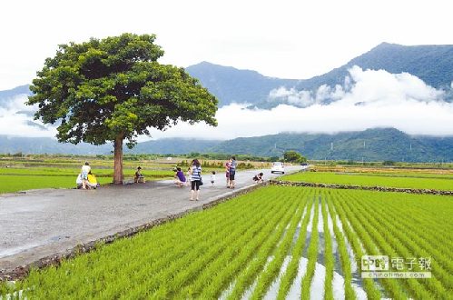 金城武树重获生机，曾被麦德姆台风连根拔起。（台媒图）