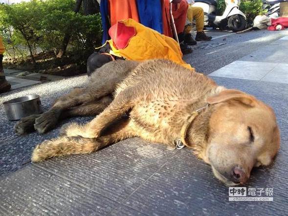 高雄气爆搜救犬累趴 让人感动又不舍