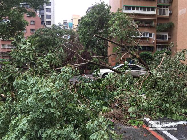 苏迪勒台风致台北6千棵树木折损 20天清不完