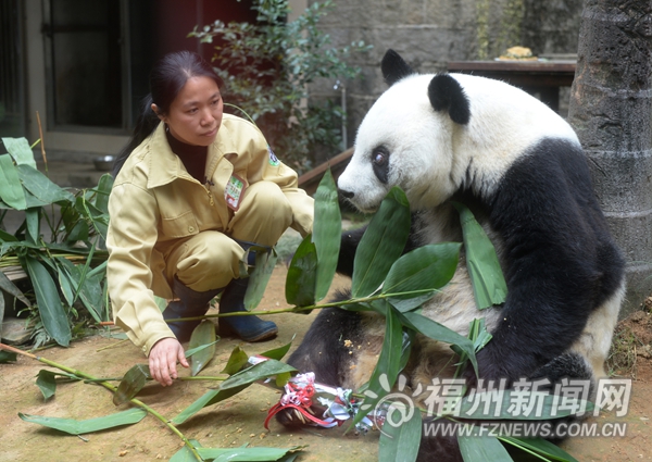 守护国宝27年　熊猫巴斯“妈妈”施飞宁猝然离世