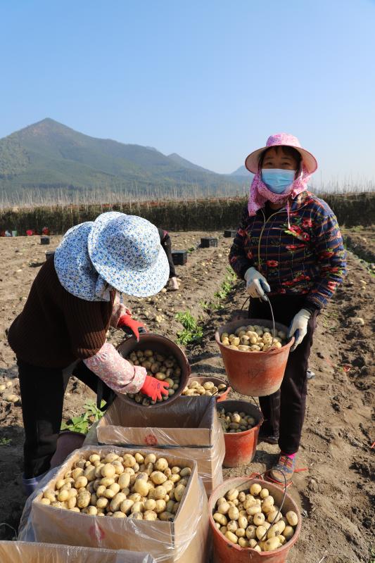 村民们忙着把刚翻掘出来的新鲜马铃薯去泥、按级分拣、装袋。（林燕兰摄）.jpg