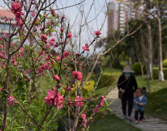 环杏林湾绿道滨水段盛开桃花  (林志杰摄影）-11.jpg